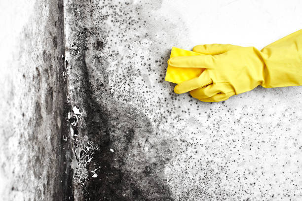 Home Mold Removal in Highland, KS