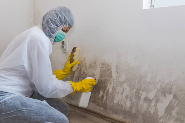 Best Same-Day Mold Removal  in Highland, KS