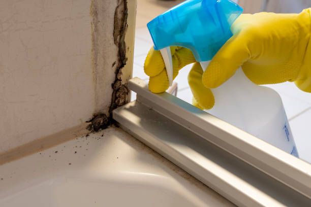 Best Mold Removal Near Me  in Highland, KS