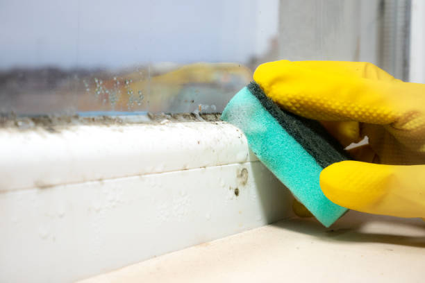 Best Affordable Mold Removal  in Highland, KS