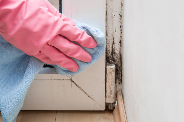 Best Mold Removal Company Near Me  in Highland, KS