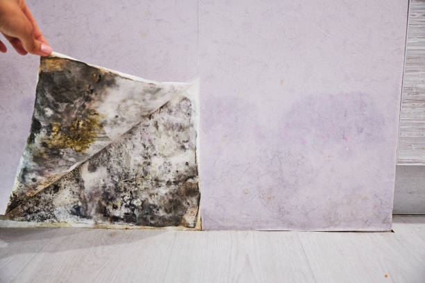Attic Mold Removal in Highland, KS